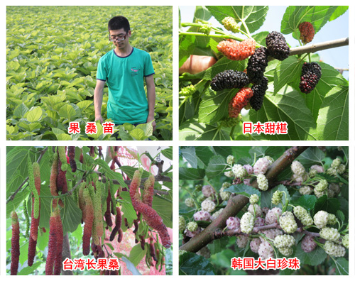 果桑幼齡樹的管理