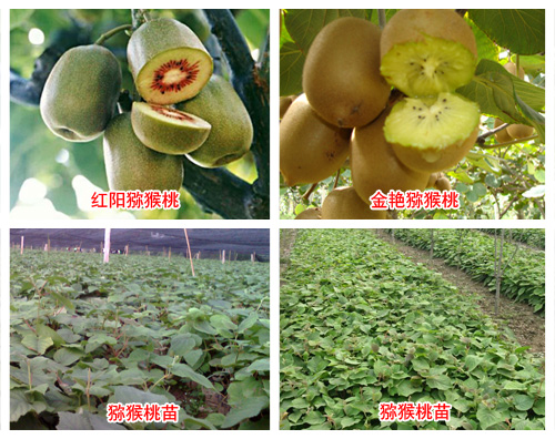 獼猴桃高產管理方法