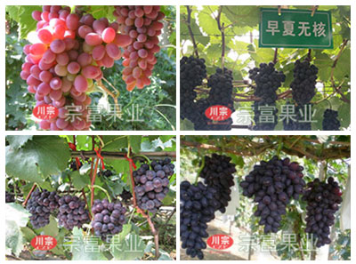 新栽葡萄管理技術（下）