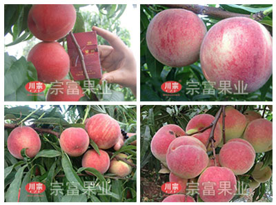 提高設施栽培條件下桃坐果率的關鍵技術
