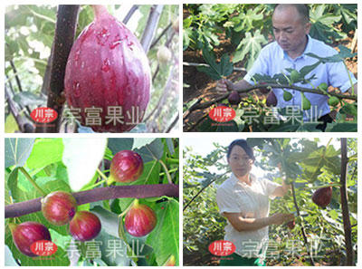 無花果豐收栽培配套技巧（下）