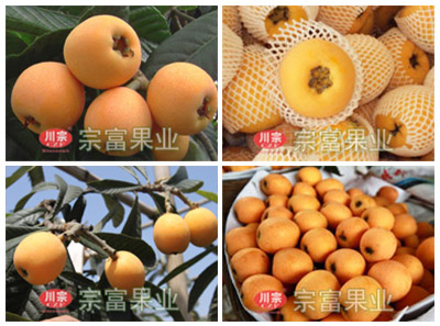 大五星枇杷省力高效種植技術