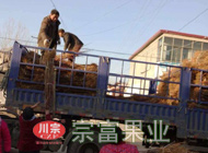 探春桃苗160000株由貴州貴陽李總購買