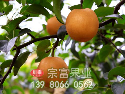 豐水梨