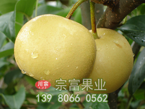 圓黃梨苗