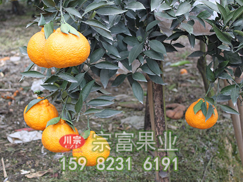 不知火雜柑苗