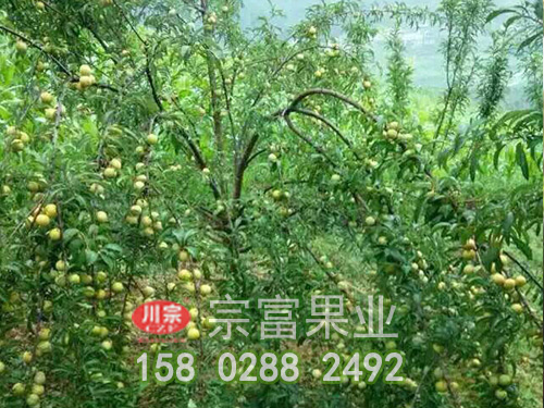 李子樹