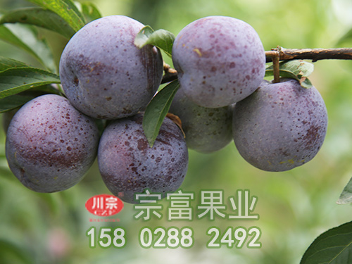 脆紅李苗
