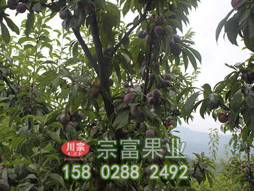脆紅李苗