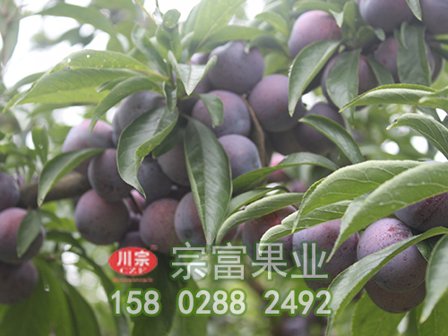 脆紅李苗