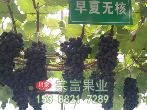早夏無核葡萄