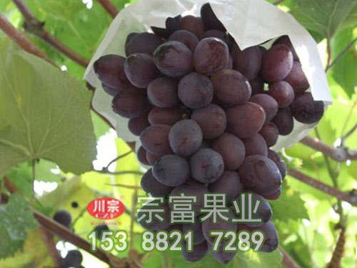 皇家秋天 皇家秋天