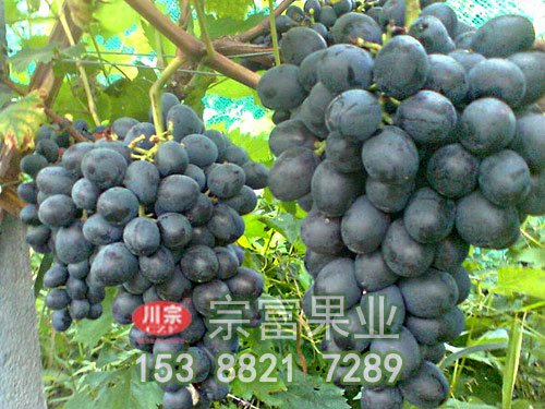 黑美麗葡萄苗