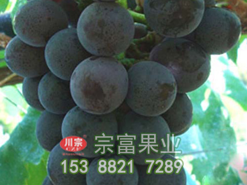 黑色甜菜葡萄苗 黑色甜菜葡萄苗