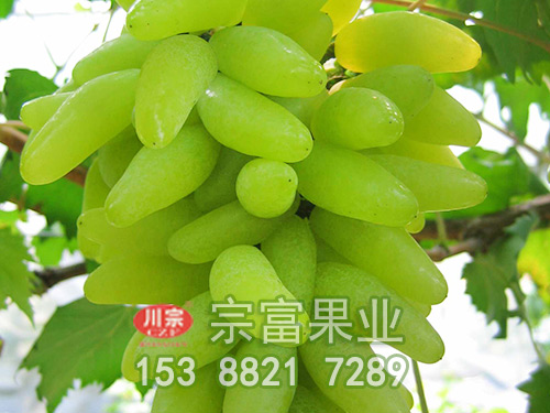 金手指葡萄苗 金手指葡萄苗