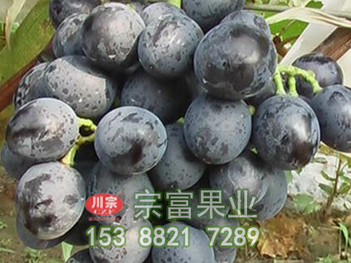 摩爾多瓦葡萄苗 摩爾多瓦葡萄苗