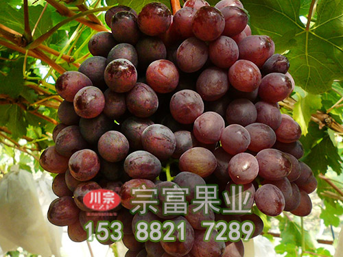 夏至紅葡萄苗