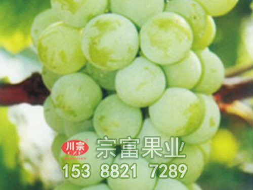 陽光玫瑰葡萄苗