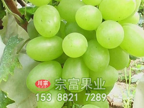 維多利亞葡萄苗 維多利亞葡萄苗
