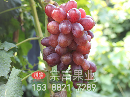 紅巴拉多葡萄苗