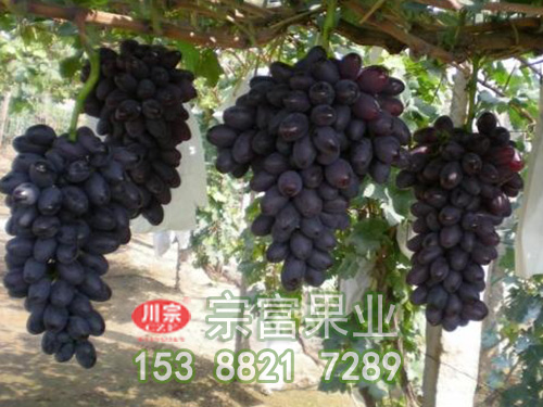 紫甜無核葡萄苗