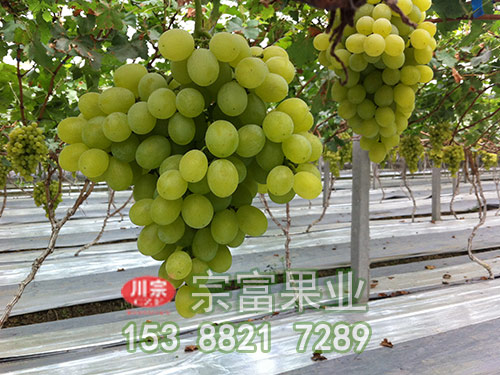 白羅莎裏奧葡萄苗