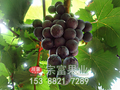 香悅葡萄苗