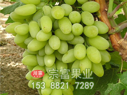 無核白葡萄苗