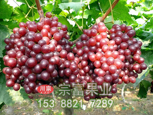 火焰無核葡萄苗