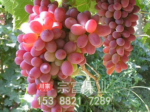 克倫生葡萄苗