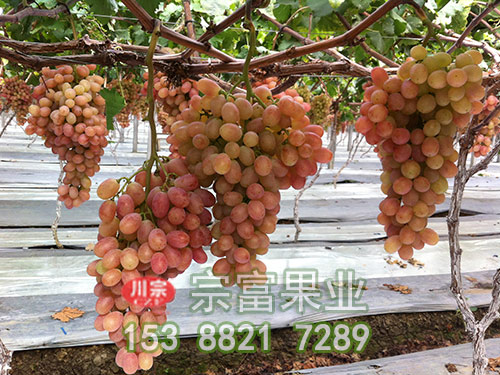 聖誕玫瑰葡萄苗