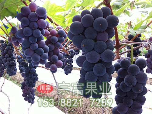峰後葡萄苗