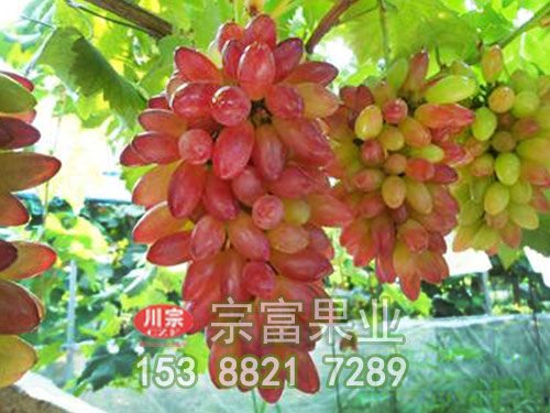 紅乳葡萄苗