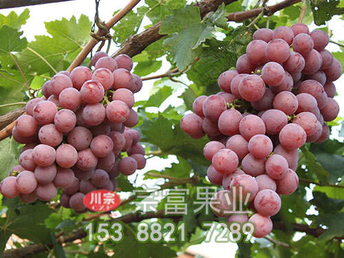 紅提葡萄苗