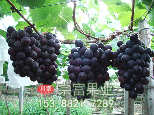 宇選一號葡萄苗