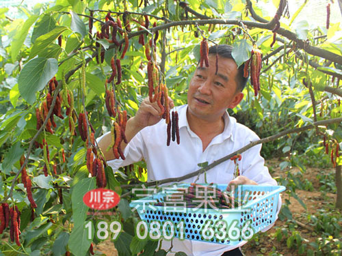 台灣長果桑苗