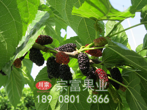 無籽大十果桑苗