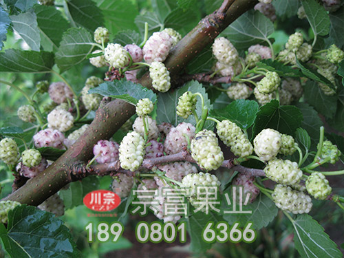 韓國大白珍珠果桑苗