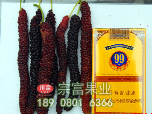 台灣長果桑