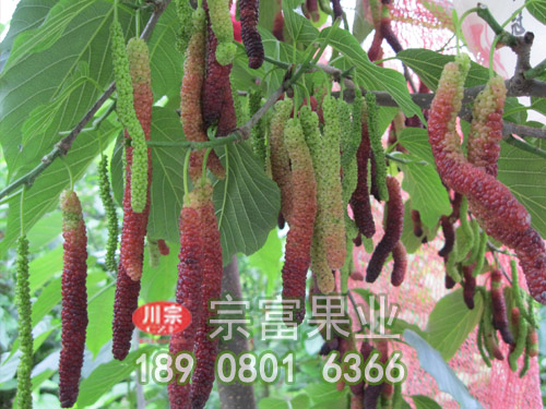 台灣長果桑苗 台灣長果桑苗