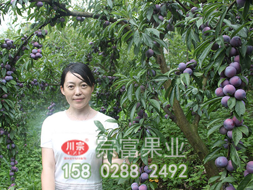 脆紅李苗 脆紅李苗