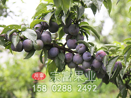 脆紅李苗