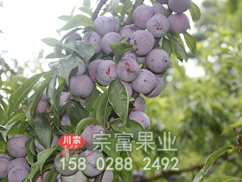脆紅李苗