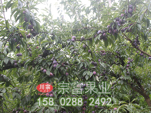 脆紅李苗