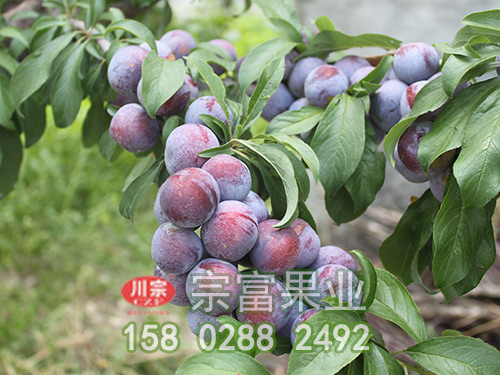 脆紅李苗