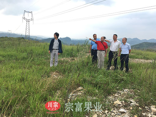 “宗富果業”裴總為貴州荒山規劃果園