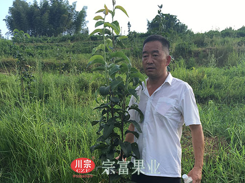 “全國勞模”指導翠冠梨苗管理大汗淋漓