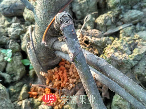 波姬紅無花果苗枝幹受蟲害