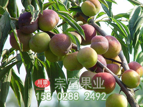 茵紅李苗