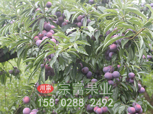 脆紅李苗
